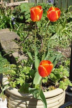 Tulips for Mark