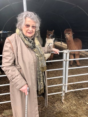 Mum and her Alpaca Experience 