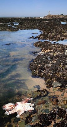 Tiedpools near Pigeon Point Lighthouse