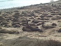 Ano Nuevo elephant seals