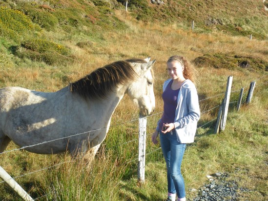 Connemara pony, Ireland