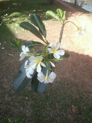 Angie's Frangipan tree in the Gardens at Club Palm Bay, Sri Lanka