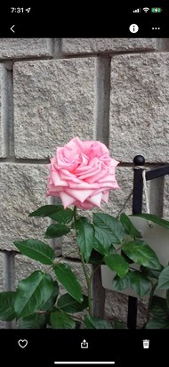 A Beautiful Rose from my garden in Remembrance of Your Passing 2022