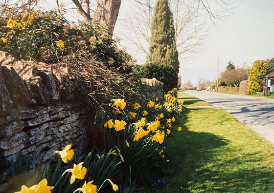 Teddington daffodils.