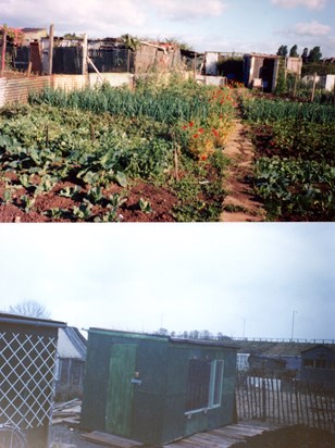 Rays Allotment in North Ormesby