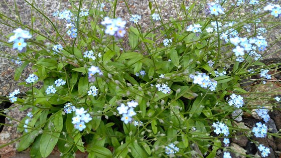 Funeral Forget-me-nots