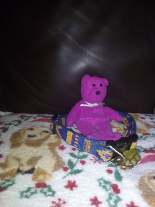purple ted is safely looking after your special collar 