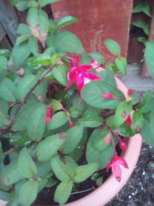 Here is the lovely Snowcap fuschia, which i know will bloom again in memory of Sizzle and Jura , and wee May in 2022 x