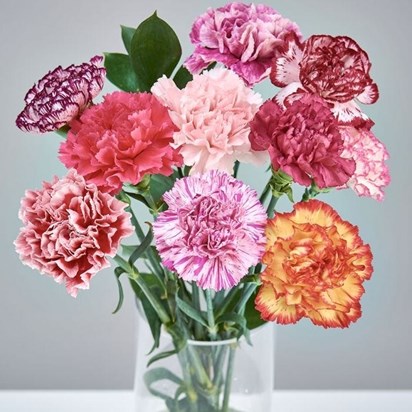 CARNATIONS