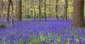 bluebells 