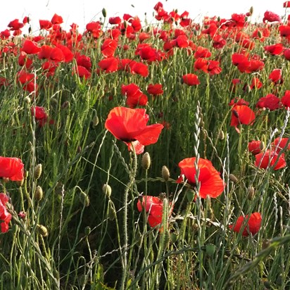 Martha enjoyed so much being out walking with friends, and especially the Friday evening walks, When I walk fields of poppies again my thoughts will be with you.