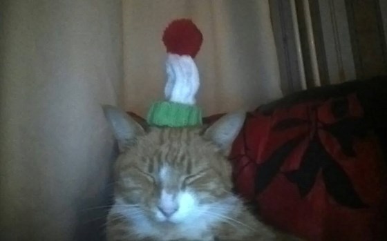 Such a brilliant photo which Emma took of Mojo! The hat definitely suits him. 