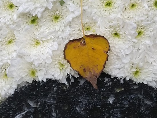 This leaf landed as is on Paul's KTM floral tribute at Aldham in October can you see what we see?