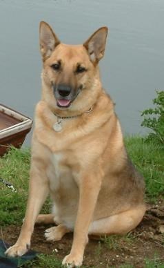 Both Suzie and Jasper used to play together over Southchurch Park. Sadly both are no longer with us on the physical plane.