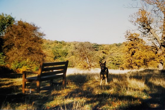 Mum's bench at South Weald Park, Brentwood Essex 1995