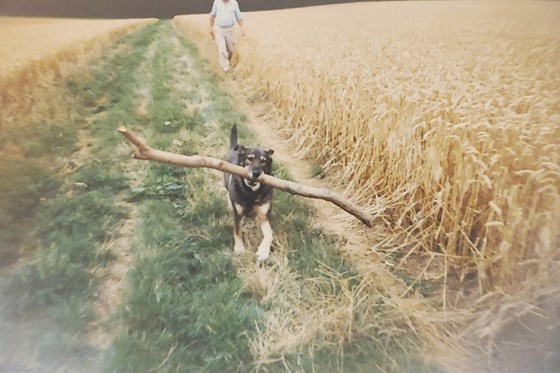 Harry was always ready for a walk and to carry a big stick!