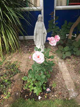Elizabeth rose at St Vincents in full bloom