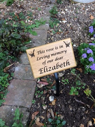 Elizabeth's rose plaque in St Vincent de Paul School garden 