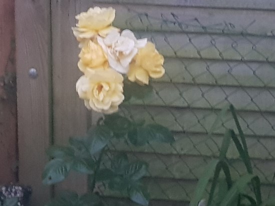 A lovely rose called 'A Special Friend' sent to us by Joy North. 