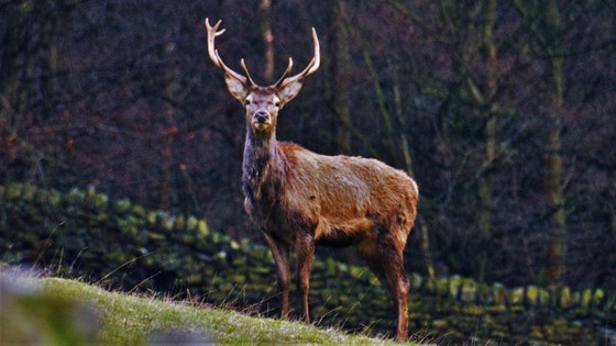 Stag visiting near  ''Lucy's field'' in Hathersage