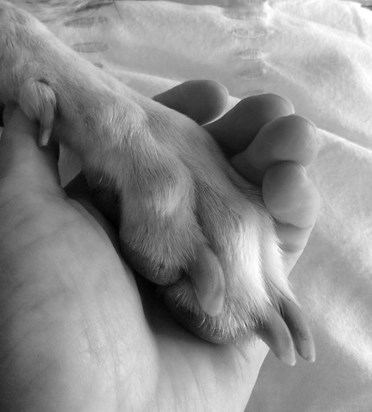 Holding a precious paw