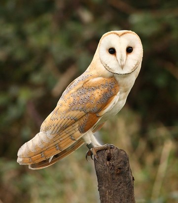 Barn Owl2