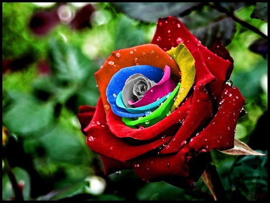 "A rose must remain with the sun and the rain or its lovely promise won't come true." - Ray Evans   