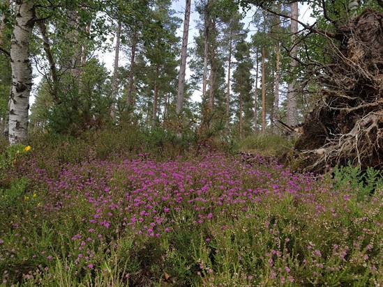 A lovely patch of heather on a forest track we walked on Father's Day