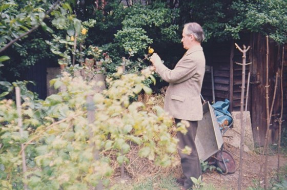 Pruning his roses. 1972
