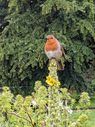 Brenda always loved robins ❤️