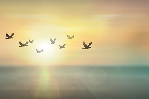 BIRDS FLYING IN SUNSET
