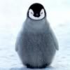 The Cutest baby Penguin xx