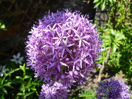 Purple Alliums - Jo loved their colour 