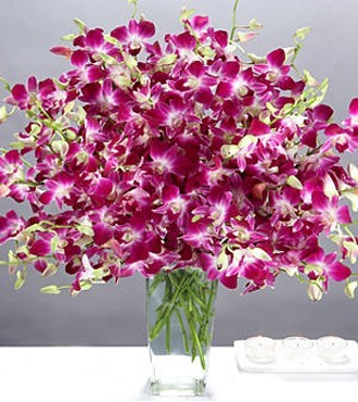 Orchids for you :-) It's Sue's Birthday today wishing you were here xxx