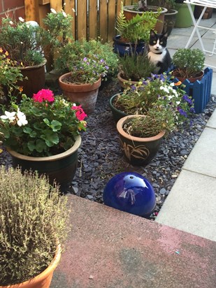 Milo :-) Keeping watch in your garden ;-)