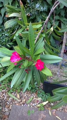 Grandad's oleander, grown from a cutting from a holiday to Gran Canaria