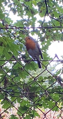 This is the robin that appeared when I needed to see one 💔💙💔