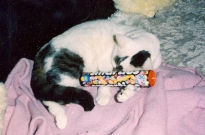 Mog with his smarties