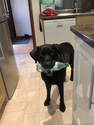 Angus and his bottle 🐾