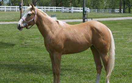 palamino horse - likely, very similar to Jenny's