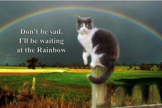 This is for Norma and the meaning of the RAINBOW.