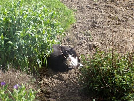 cleo hiding in the garden