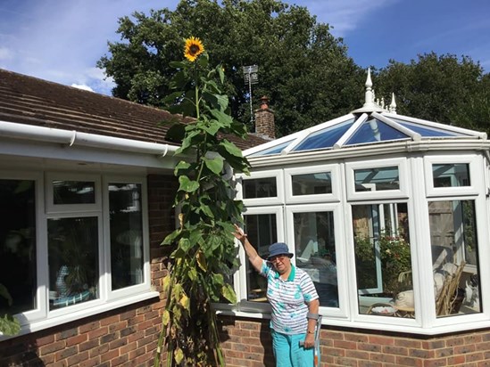 Lockdown Sunflowers!