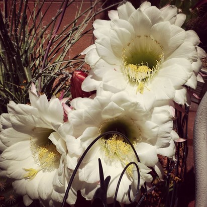 Mike loved the cactus blooms.  He was with me this day, 4/15, when this was taken.