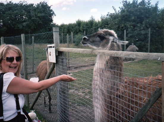 Handout: Patricia offers feed to an Alpaca at a farm in the Ashdown Forest in Sussex