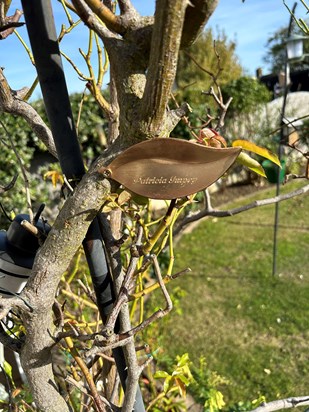 A second leaf with Patricia's name engraved has been put on the rose arch in Kevin's back garden