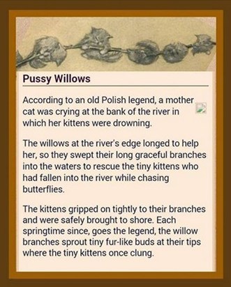 How you loved Pussy Willows xx