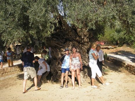 The Ancient Olive Tree - right by our house
