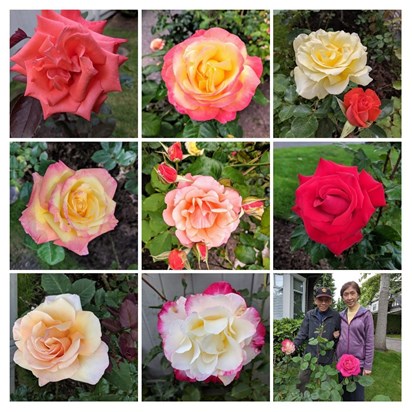 Roses by Eileen n Johnny
