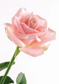 A single pink rose to honor the memory of my beloved sister on th 10th anniversary of her death.